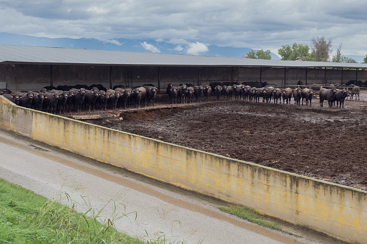 Water buffalo cows stand crowded together on a concrete pad at an intensive buffalo dairy farm, avoiding movement that might agitate a guard dog. These curious animals watch the camera, and display both their individual personalities and social dynamics. Carrozza Dairy Farm, Altavilla Silentina, Salerno, Italy, 2024. Raffaele Petralla / We Animals