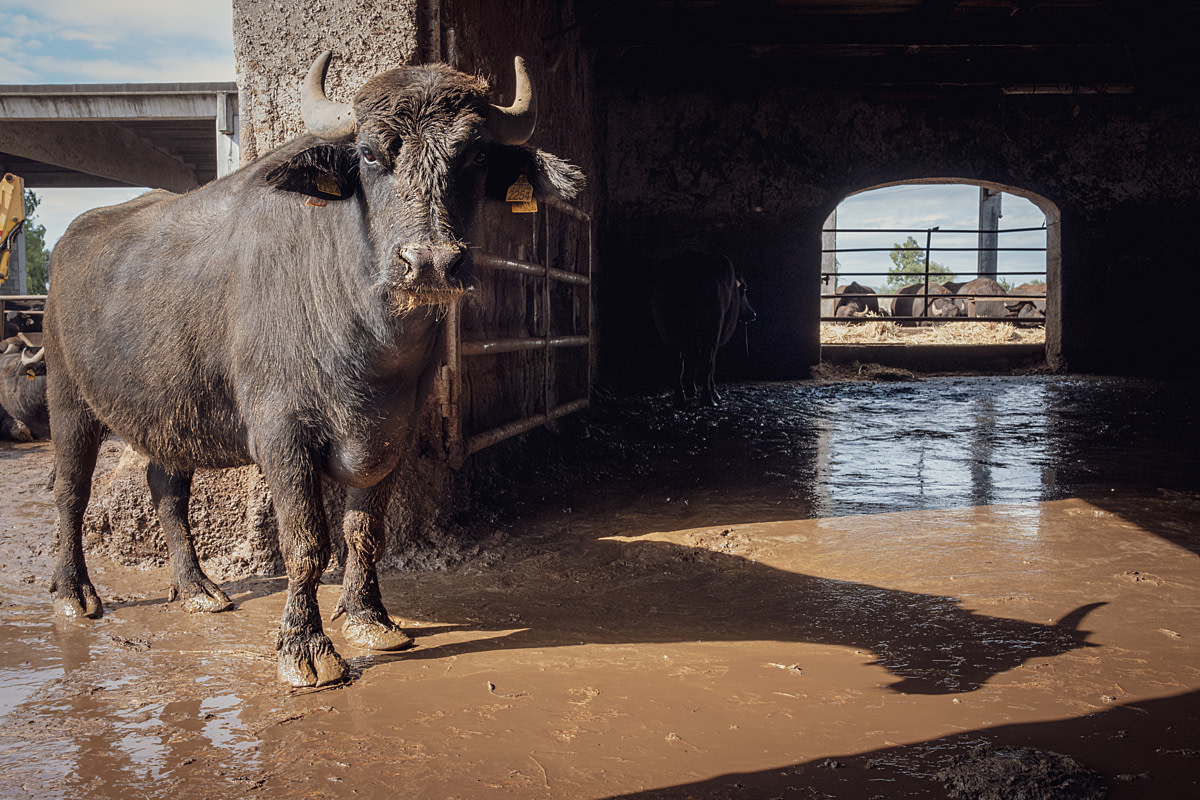 A curious water buffalo cow makes eye contact from the entrance of an old building at an intensive buffalo dairy farm, standing on its wet, dirty floor. Other lactating buffalo cows lie grouped in the background. Magliulo Dairy Farm, San Tammaro, Caserta, Italy, 2024. Raffaele Petralla / We Animals
