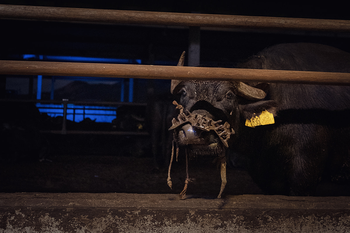 An adult water buffalo cow looks out from a pen at an intensive buffalo dairy farm. Her muzzle is tightly fitted with a spiked anti-suckling device to restrict her from suckling from other buffalo cows in the pen. Agribios Buffalo Dairy Farm, Capaccio Paestum, Salerno, Italy, 2024. Raffaele Petralla / We Animals An adult water buffalo cow looks out from a pen at an intensive buffalo dairy farm. Her muzzle is tightly fitted with a spiked anti-suckling device to restrict her from suckling from other buffalo cows in the pen. Agribios Buffalo Dairy Farm, Capaccio Paestum, Salerno, Italy, 2024. Raffaele Petralla / We Animals
