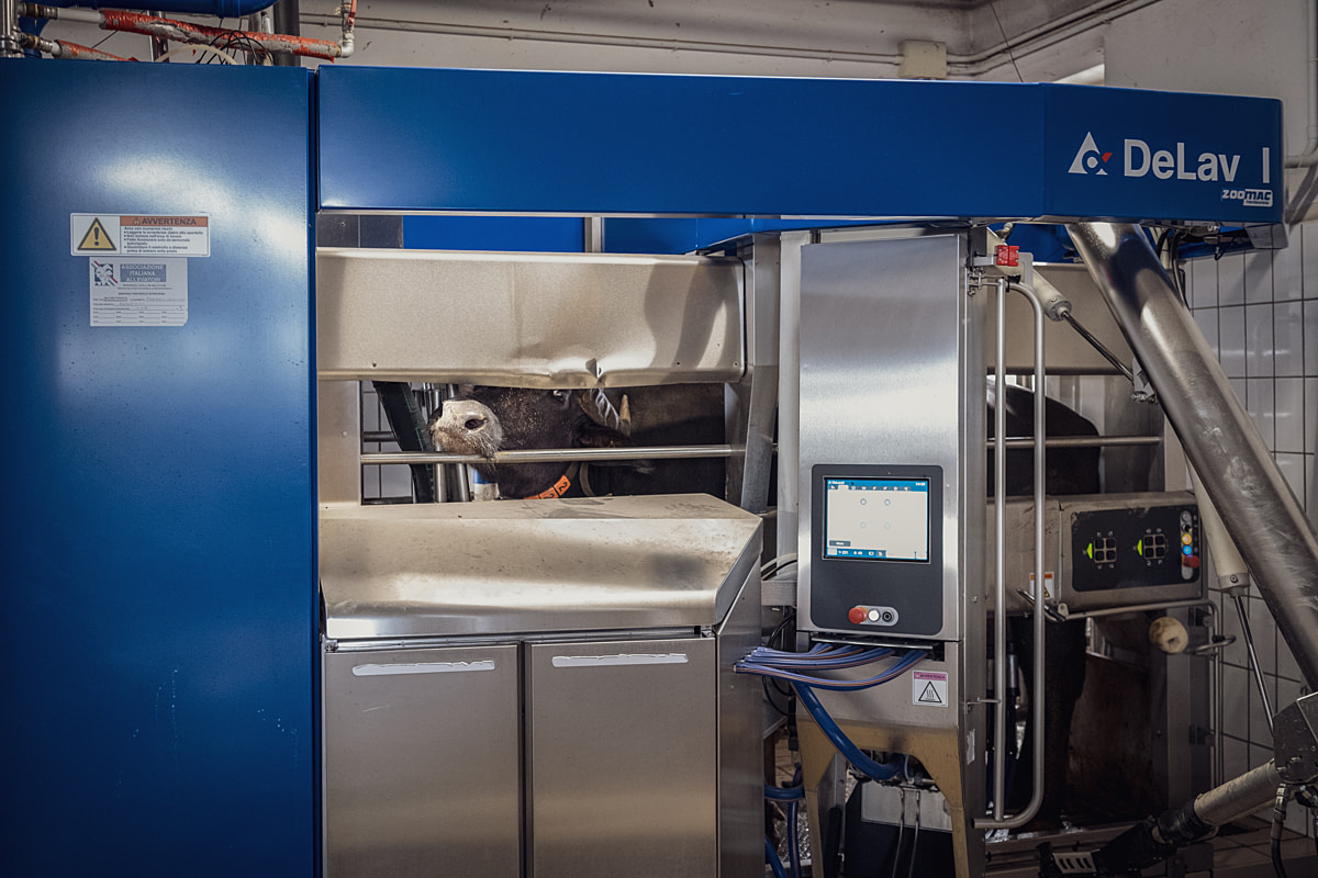 A water buffalo cow stares into the camera while immobilized inside a robotic milking station. Each cow wears an identification collar with a transponder, allowing the robot to recognize individual animals as they enter, with its computer tracking data including milk production for each cow. The farm's four robotic stations operate 24 hours daily. Vannulo Buffalo Dairy Farm, Capaccio Paestum, Salerno, Italy, 2024. Raffaele Petralla / We Animals