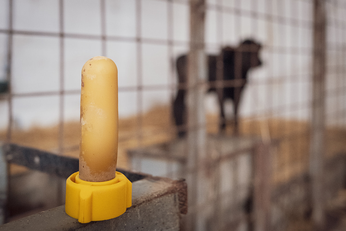 An artificial teat for bucket feeding water buffalo calves sits outside the cages where the young animals are kept at an intensive buffalo dairy farm. After birth, calves stay with their mothers for three days to take colostrum, after which they are separated and the calves artificially suckled. Their mothers are moved to pens that contain lactating buffalo cows. Pierri Buffalo Dairy Farm, Capaccio Paestum, Salerno, Italy, 2024. Raffaele Petralla / We Animals