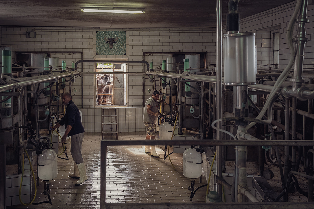 A water buffalo cow at an intensive buffalo dairy farm looks curiously through a doorway into a milking parlour as workers collect milk from the cows inside. Glass jars at each milking station receive the milk from each cow. Barlotti Buffalo Dairy Farm, Capaccio Paestum, Salerno, Italy, 2024. Raffaele Petralla / We Animals