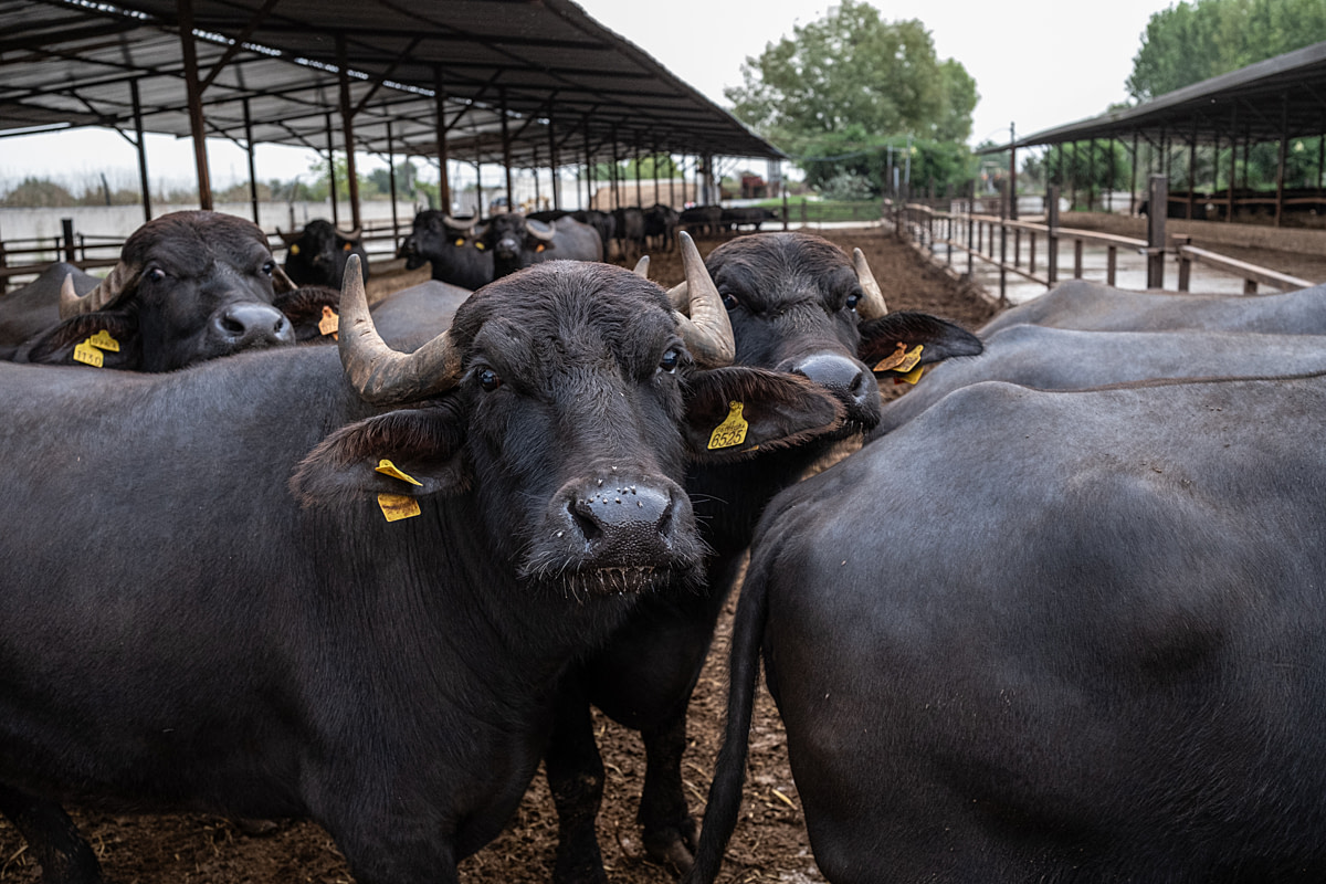 An inquisitive water buffalo cow at an intensive buffalo dairy farm make eye contact from a muddy outdoor group enclosure. Cooperativa Ponte Sant'Antonio, San Tammaro, Caserta, Italy, 2024. Raffaele Petralla / We Animals An inquisitive water buffalo cow at an intensive buffalo dairy farm make eye contact from a muddy outdoor group enclosure. Cooperativa Ponte Sant'Antonio, San Tammaro, Caserta, Italy, 2024. Raffaele Petralla / We Animals