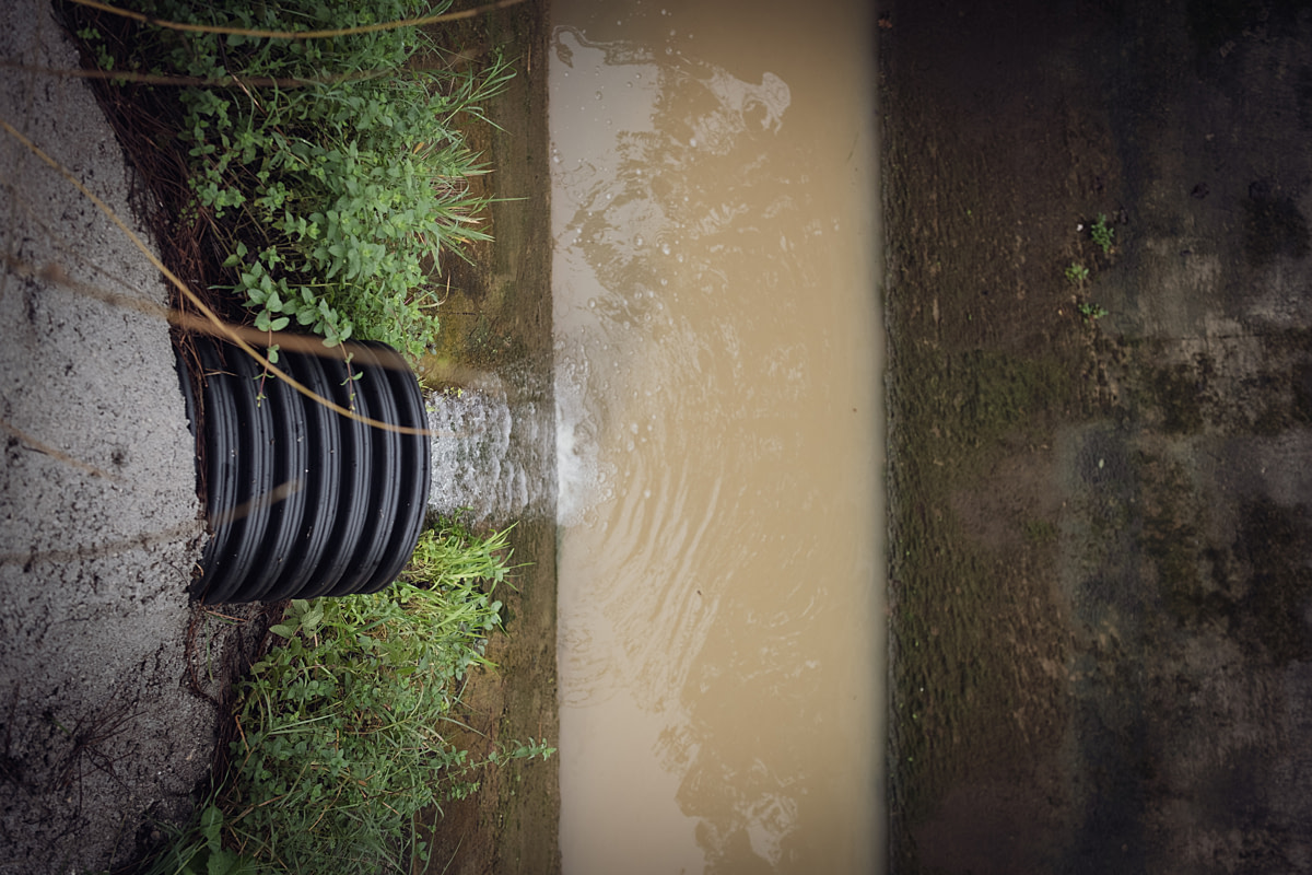 Wastewater from a buffalo dairy farm flows through a drainage pipe into the Sele River. Eboli, Salerno, Italy, 2024. Raffaele Petralla / We Animals