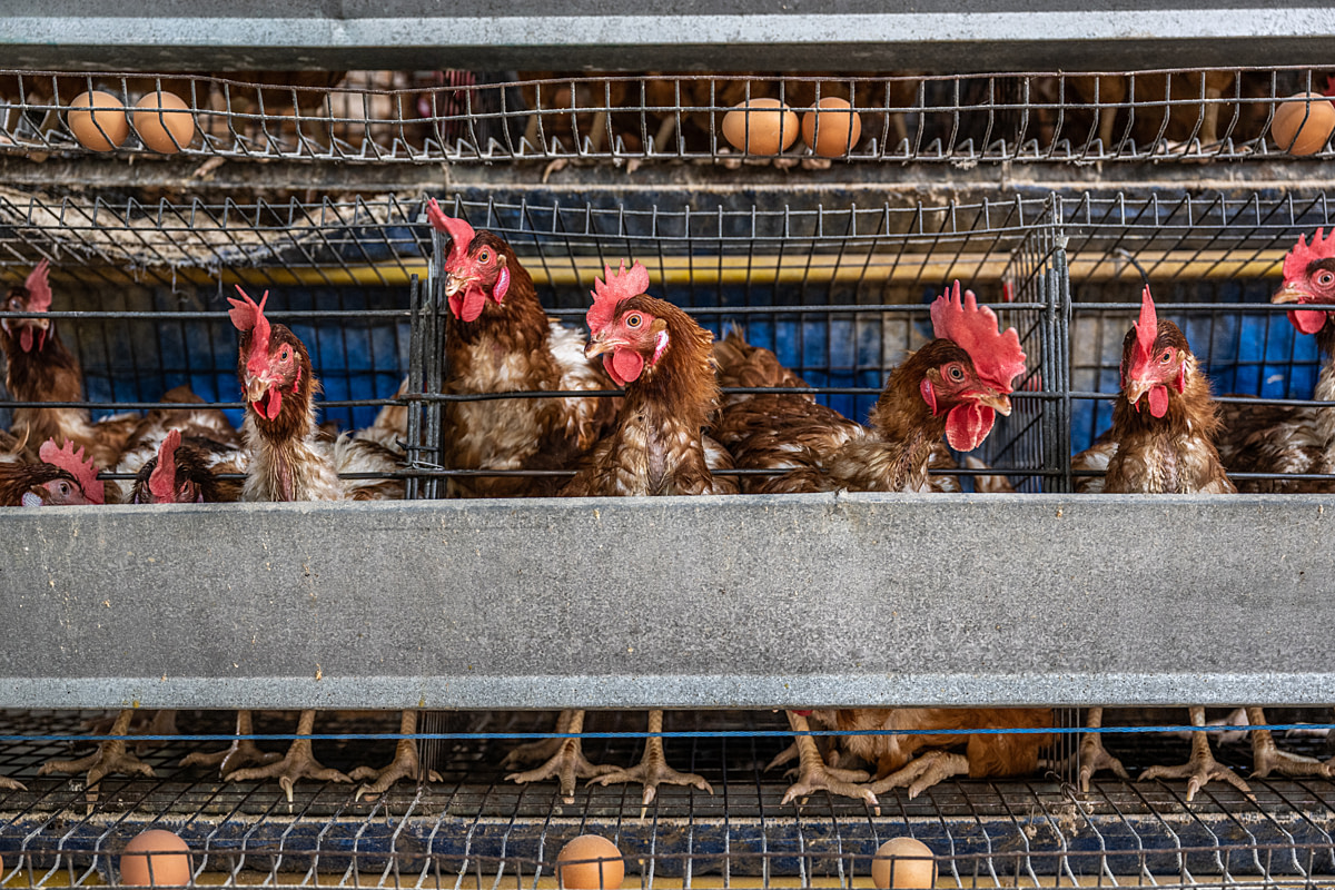 Sixty-week-old hens live crowded together inside stacked rows of battery cages on an industrial egg production farm. The farm keeps hens inside these cages for two years while they produce eggs. Each cage is intended to hold up to three hens, but four or five hens per cage were often visible. Zimbabwe, 2022. Sibanye Trust / Open Wing Alliance / We Animals