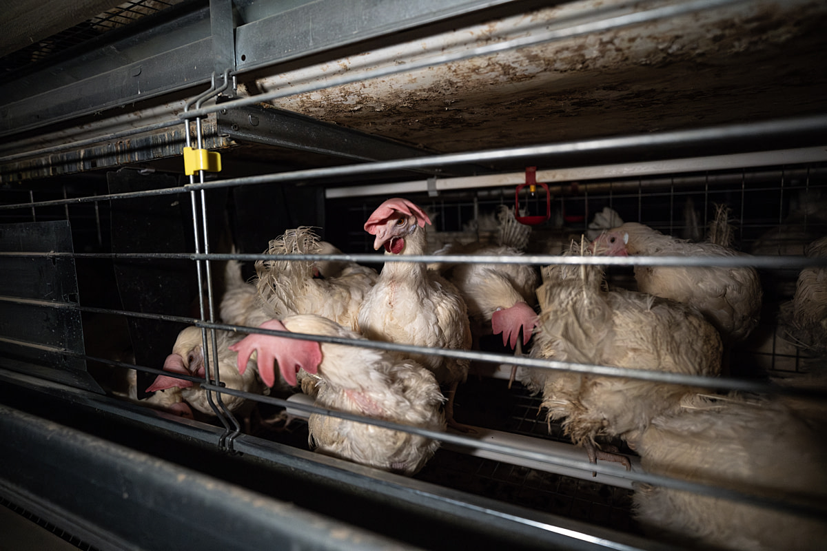 Laying hens with drooping combs and tattered feathers perch and peer out of an enriched battery cage at an egg farm. British Columbia, Canada, 2024. Abigail Messier / Open Wing Alliance / We Animals