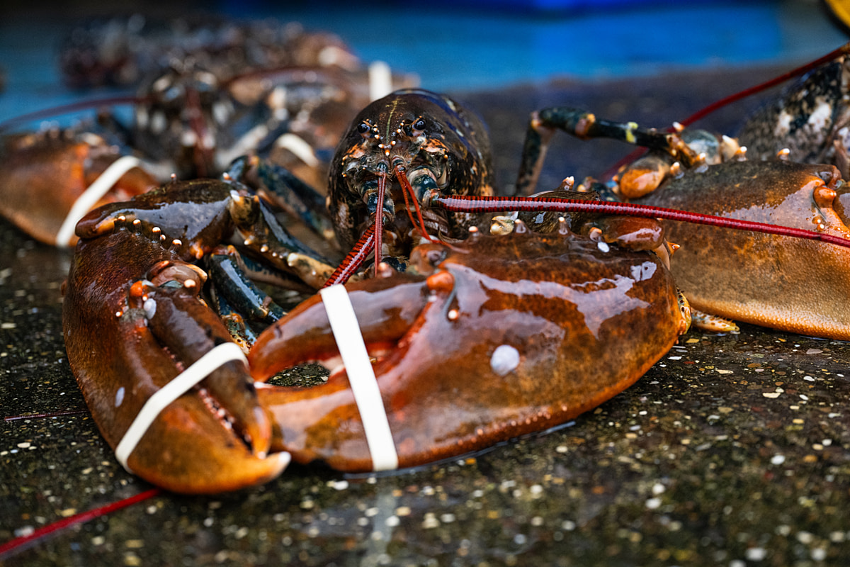 Live European lobsters recently caught from the North Sea lie on a concrete floor at a commercial fishing port. Elastic bands tightly bind the lobsters' claws. Bridlington Bay Harbour, Bridlington, East Yorkshire, England, UK, 2024. Amy Jones / Viva! / We Animals
