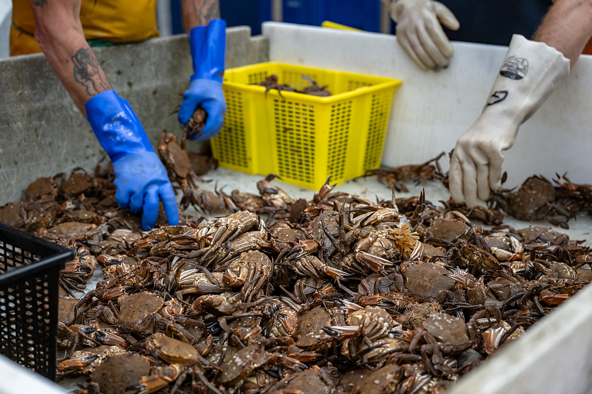 Live velvet crabs, recently caught from the North Sea, are sorted by workers and tightly packed inside plastic tubs at a commercial fishing port. Bridlington Bay Harbour, Bridlington, East Yorkshire, England, UK, 2024. Amy Jones / Viva! / We Animals