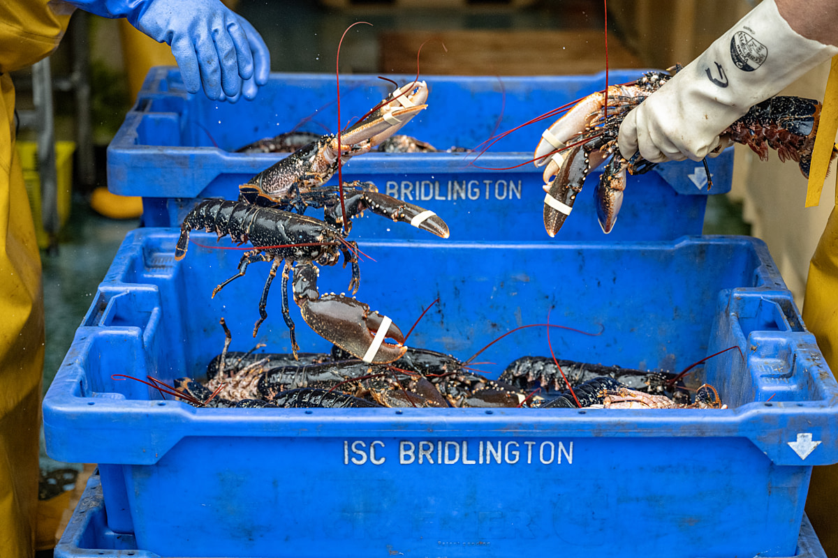Live European lobsters just caught from the North Sea are roughly thrown into storage containers as workers at a fishing port sort them by size. Bridlington Bay Harbour, Bridlington, East Yorkshire, England, UK, 2024. Amy Jones / Viva! / We Animals Live European lobsters just caught from the North Sea are roughly thrown into storage containers as workers at a fishing port sort them by size. Bridlington Bay Harbour, Bridlington, East Yorkshire, England, UK, 2024. Amy Jones / Viva! / We Animals