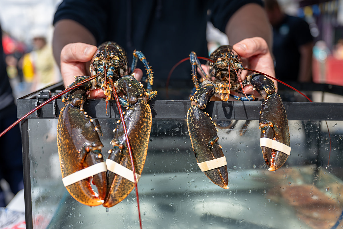 Two European lobsters with tightly bound claws are held up for display during a seafood festival. The lobsters were caught from the North Sea that morning and are being used as part of an education stall during the festival. Bridlington Seafood Festival, Bridlington, East Yorkshire, England, UK, 2024. Amy Jones / Viva! / We Animals