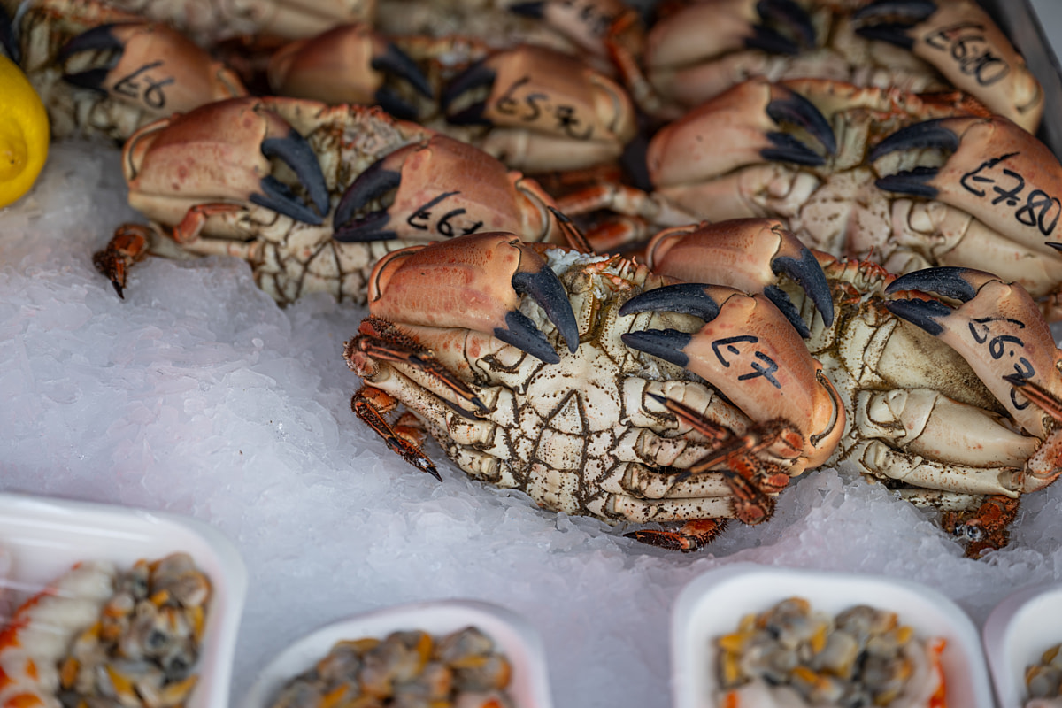 Brown crabs are displayed for sale on ice at a seafood festival. Bridlington Seafood Festival, Bridlington, East Yorkshire, England, UK, 2024. Amy Jones / Viva! / We Animals Brown crabs are displayed for sale on ice at a seafood festival. Bridlington Seafood Festival, Bridlington, East Yorkshire, England, UK, 2024. Amy Jones / Viva! / We Animals