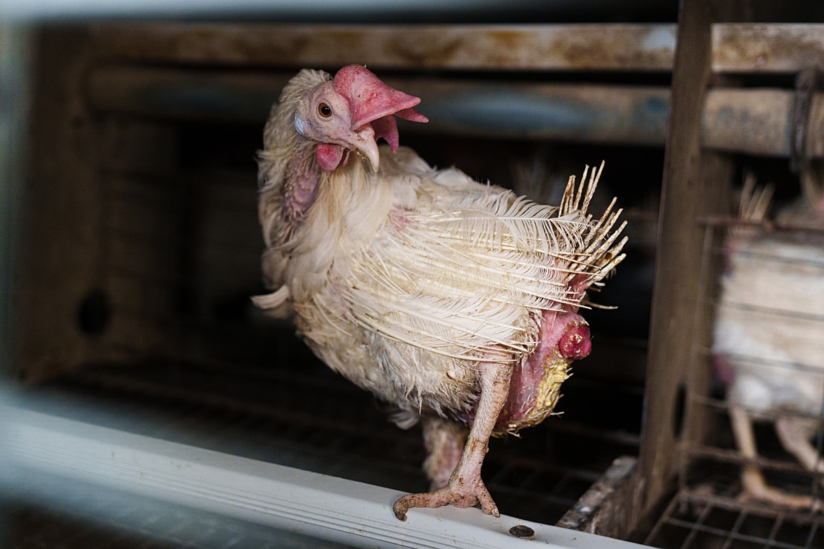 A hen with an inflamed and possibly prolapsed cloaca stands on a plastic perch inside a crowded cage at an egg production farm. The condition is painful for hens, frequently resulting from extreme egg-laying demands, stress, and lack of movement. In the egg industry, such injuries often go unnoticed or untreated. Undisclosed location, Laitila, Southwest Finland Region, Finland, 2025. Matias Vassor / Open Wing Alliance / We Animals