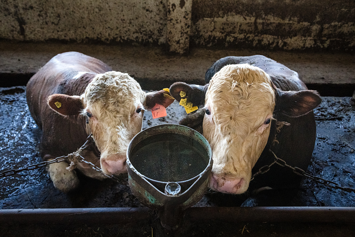 Two dispirited-looking bulls peer up as they lie tethered by short chains to a metal railing inside a dirty, gloomy feedlot barn. The animals' entire world consists of these conditions, where they live for months while being fattened for slaughter. Once reaching the desired weight, the facility sells them to a slaughterhouse. Undisclosed, Bekitai, Chuy Region, Kyrgyzstan, 2024. Bogna Wiltowska / We Animals