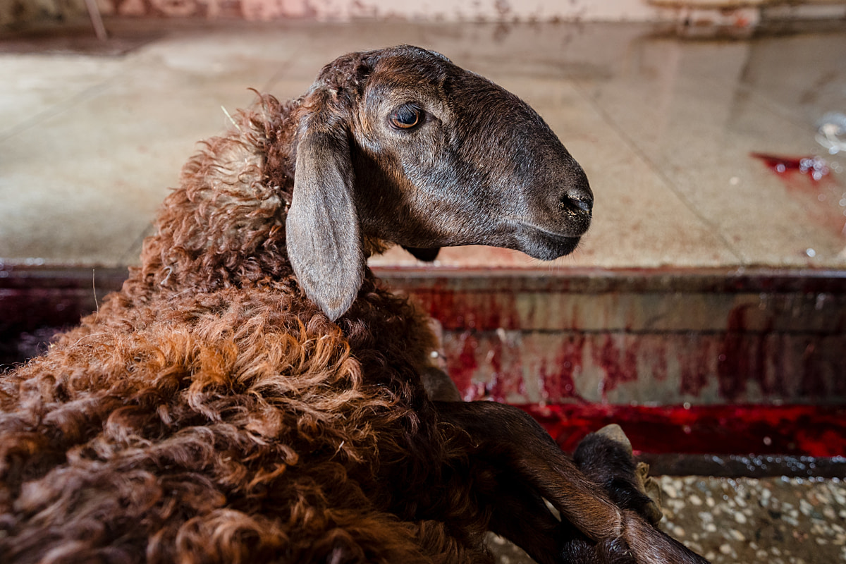 A terrified sheep, uncomfortably bound by the legs, stares up wide-eyed near a slaughterhouse floor trough filled with blood. Kamenka Meat Market, Almaty Province, Kazakhstan, 2024. Bogna Wiltowska / We Animals