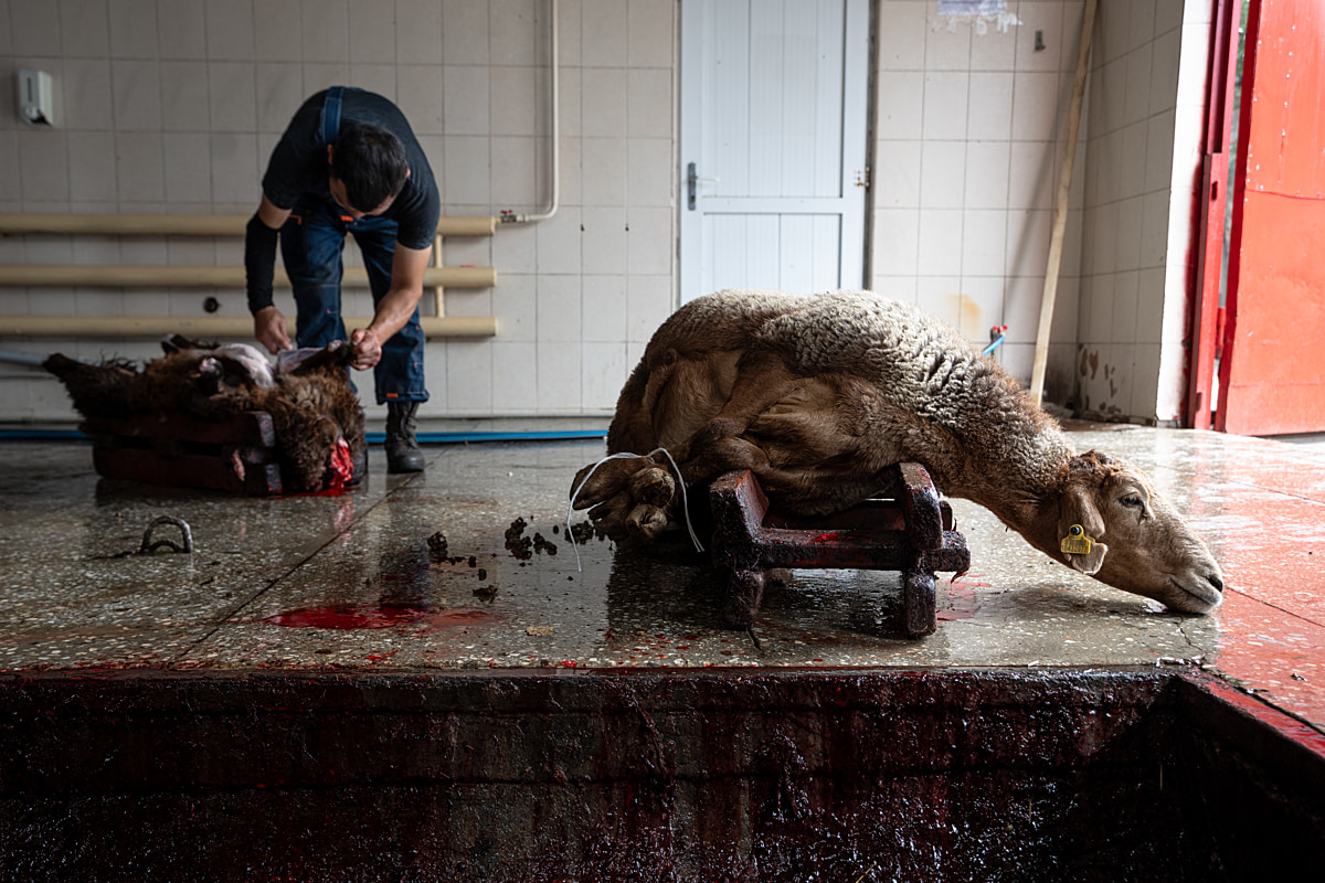 A sheep, bound at the legs, lies incapable of escape on a bloody slaughterhouse butchering cradle and stretches their head across the floor. A worker butchers a dead sheep nearby. Kamenka Meat Market, Almaty Province, Kazakhstan, 2024. Bogna Wiltowska / We Animals