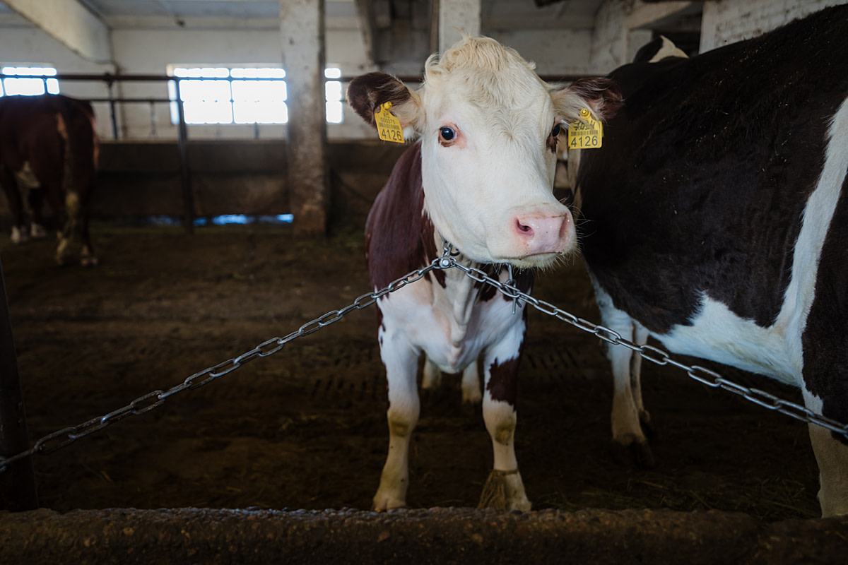 A young heifer restrained at the neck by two short chains on a dairy farm stares up from her position in a tethering system. Even young animals live constantly tethered here, able only to stand or lie down. Undisclosed, Sokuluk, Chuy Region, Kyrgyzstan, 2024. Bogna Wiltowska / We Animals
