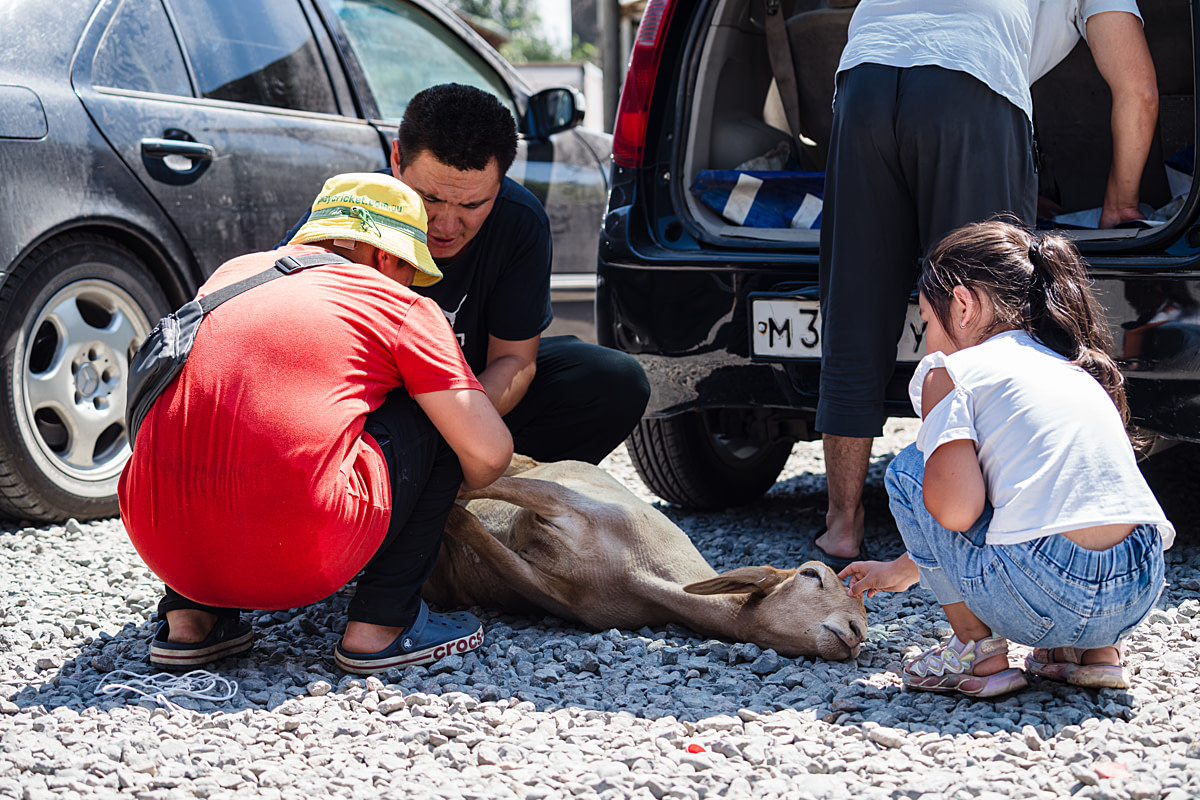 A ewe lies on the ground in an animal market parking lot as members of the family that purchased her tie her legs with a rope. A young girl leans over the ewe and gently strokes her head as another man prepares the back their vehicle to transport the ewe. Undisclosed, Bishkek, Chuy Region, Kyrgyzstan, 2024. Bogna Wiltowska / We Animals