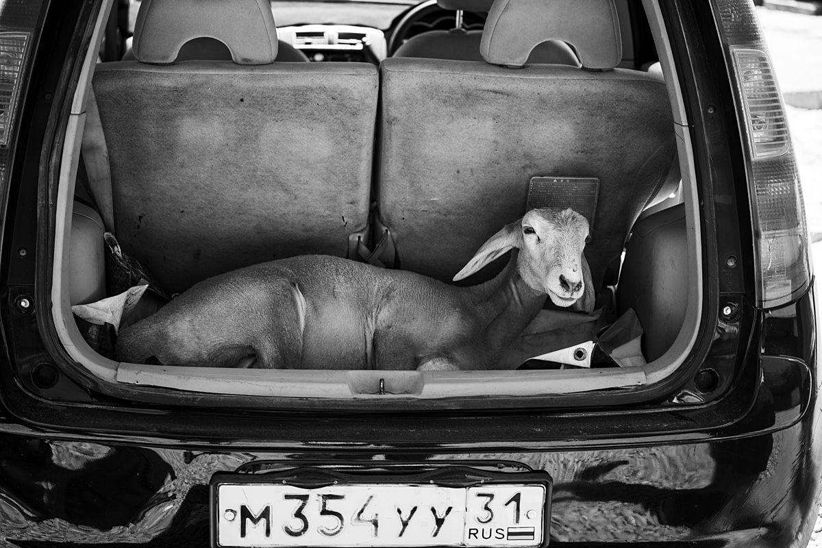 A ewe purchased at a live animal market, where buyers purchase animals for slaughter, lies tied by her legs in a car trunk. This day is likely the last of her life, and she will be transported to her destination like this in the back of the hot vehicle. Undisclosed, Bishkek, Chuy Region, Kyrgyzstan, 2024. Bogna Wiltowska / We Animals
