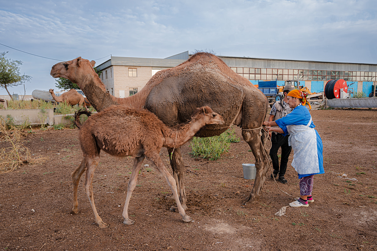 A calf at a camel dairy farm tries to approach his mother as workers tie rope around her hind legs before milking. Her milk is taken for human consumption instead of feeding her calf. Camel milk is widely consumed and in high demand in the region, where industrial camel farming continues to grow Undisclosed, Akshiy, Almaty Region, Kazakhstan, 2024. Bogna Wiltowska / We Animals