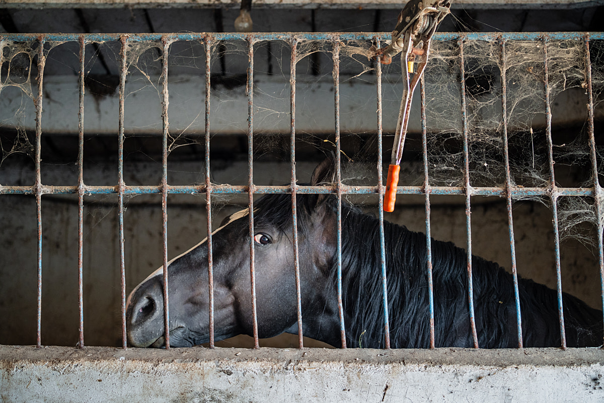 A horse glances warily through the bars of a cobweb-covered stall at a Central Asian farm that raises horses for meat. Horse meat is highly popular here and forms a staple of the local diet. This demand leads to tens of thousands of horses being killed in slaughterhouses annually. Undisclosed, Dmitriyevka, Chuy Region, Kyrgyzstan, 2024. Bogna Wiltowska / We Animals