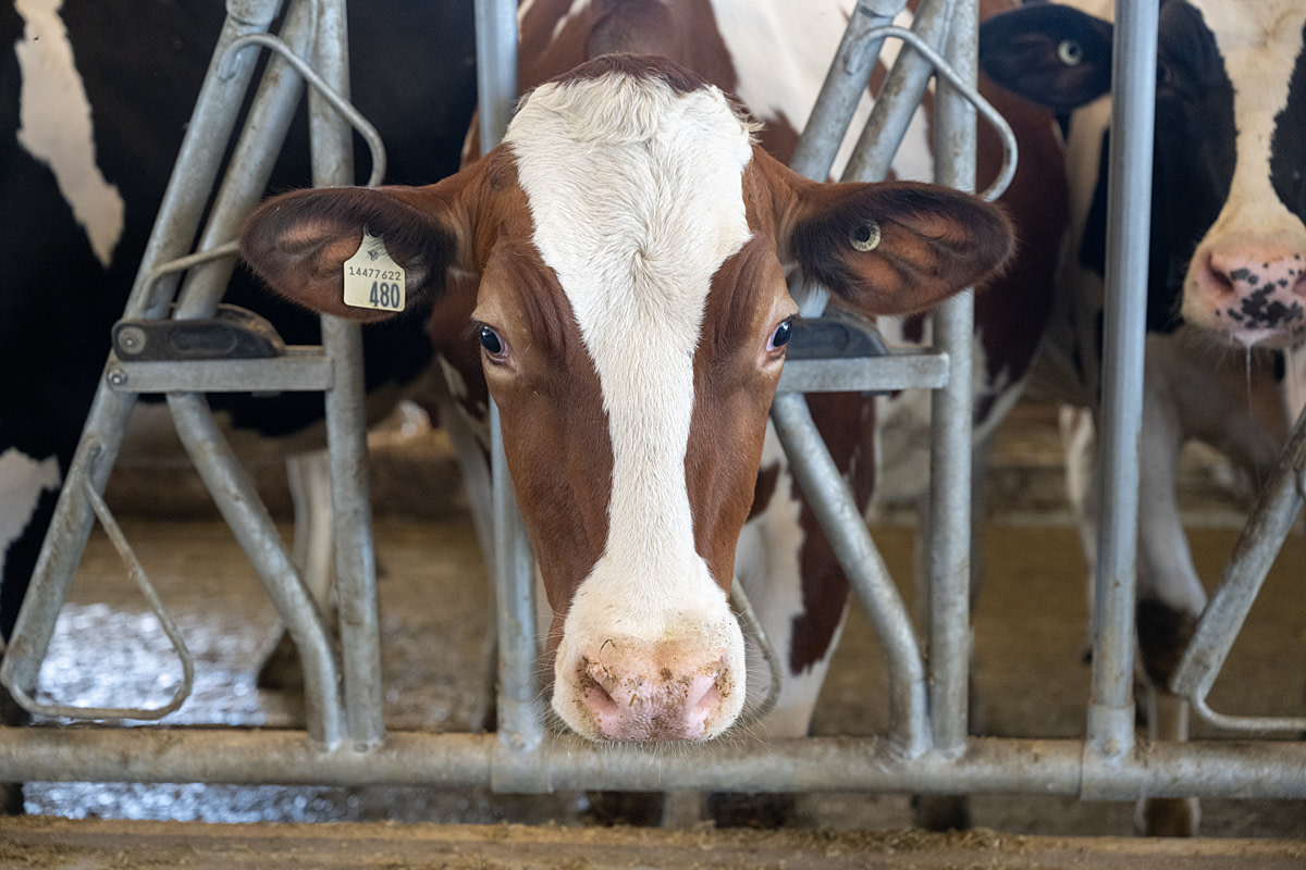 One of 88 dairy cows involved in a McGill University research study at a Canadian prison farm. The new dairy research barn cost Correction Services of Canada more than CAD$20 million and took over three years to build. Joyceville Institution, Kingston, Ontario, Canada, 2025. Jo-Anne McArthur / We Animals One of 88 dairy cows involved in a McGill University research study at a Canadian prison farm. The new dairy research barn cost Correction Services of Canada more than CAD$20 million and took over three years to build. Joyceville Institution, Kingston, Ontario, Canada, 2025. Jo-Anne McArthur / We Animals