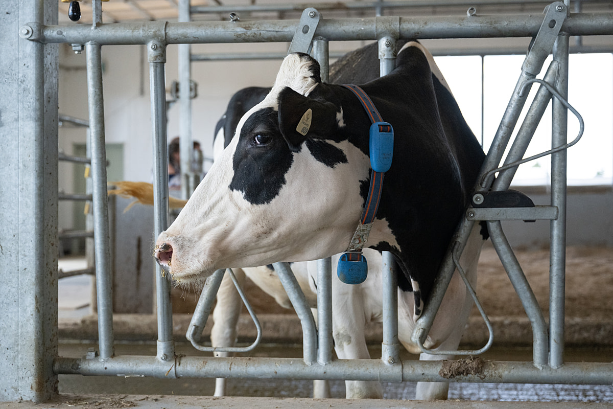 A Holstein cow stands in the new dairy research barn at a Canadian prison farm. Eighty-eight cows are involved in a McGill University research program at the facility, with cameras installed throughout the barn to observe their behaviour. Geographer Dr. Claudia Hirtenfelder highlights the parallels between carceral spaces and agricultural spaces, both of which are designed for the purposes of surveillance and controlling movement. Joyceville Institution, Kingston, Ontario, Canada, 2025. Jo-Anne McArthur / We Animals A Holstein cow stands in the new dairy research barn at a Canadian prison farm. Eighty-eight cows are involved in a McGill University research program at the facility, with cameras installed throughout the barn to observe their behaviour. Geographer Dr. Claudia Hirtenfelder highlights the parallels between carceral spaces and agricultural spaces, both of which are designed for the purposes of surveillance and controlling movement. Joyceville Institution, Kingston, Ontario, Canada, 2025. Jo-Anne McArthur / We Animals