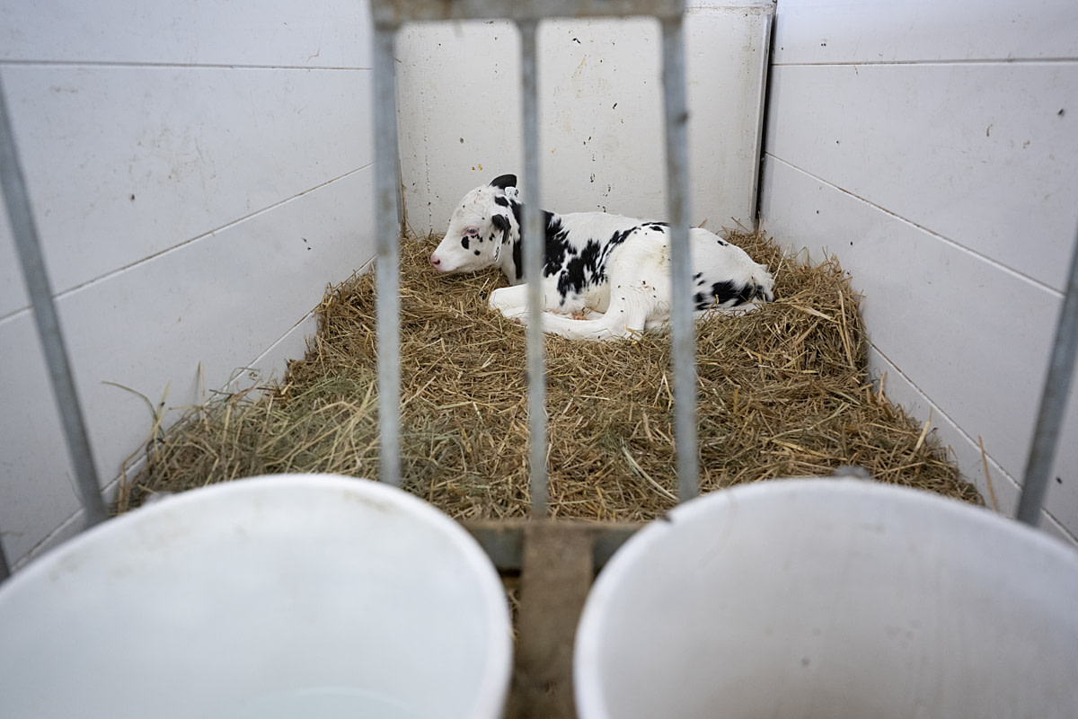 A calf spotted with flies lies alone in an isolation pen at a Canadian prison farm. Shaun Shannon, who worked in the former dairy at Collins Bay Institution, says that calves and their mothers would call to each other for days when they were separated. In this calf barn, out of earshot from the prison's new dairy research barn, there is silence. Joyceville Institution, Kingston, Ontario, Canada, 2025. Jo-Anne McArthur / We Animals A calf spotted with flies lies alone in an isolation pen at a Canadian prison farm. Shaun Shannon, who worked in the former dairy at Collins Bay Institution, says that calves and their mothers would call to each other for days when they were separated. In this calf barn, out of earshot from the prison's new dairy research barn, there is silence. Joyceville Institution, Kingston, Ontario, Canada, 2025. Jo-Anne McArthur / We Animals