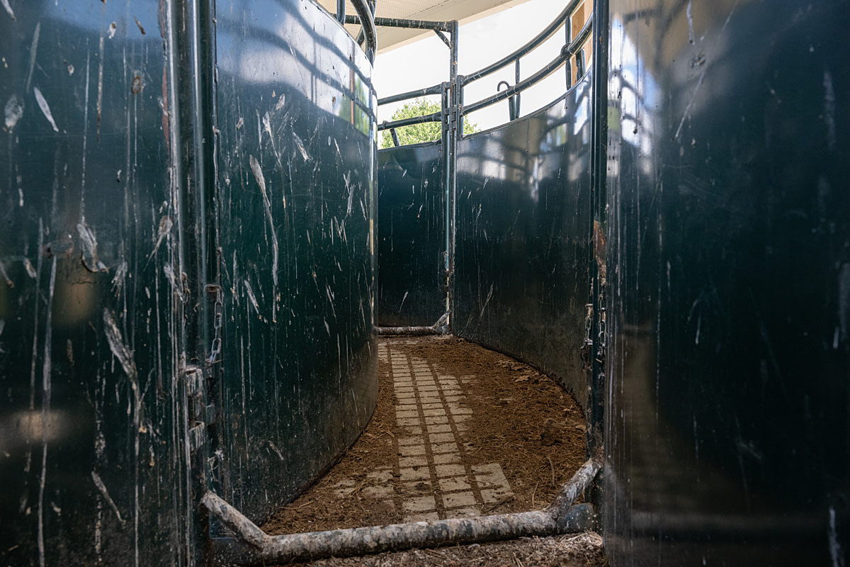 A cattle chute connects the beef cattle barn to a former abattoir at a Canadian prison farm. According to records obtained by Evolve Our Prison Farms, the abattoir was built in 1958 to produce meat for prisons in Ontario and Quebec, but it was commercialized in 1995 in a public-private partnership with Wallace Beef. The company used prison labour to slaughter animals for hundreds of farms until the abattoir closed in 2022. The prison-produced meat was sold throughout Eastern Ontario. Joyceville Institution, Kingston, Ontario, Canada, 2025. Jo-Anne McArthur / We Animals A cattle chute connects the beef cattle barn to a former abattoir at a Canadian prison farm. According to records obtained by Evolve Our Prison Farms, the abattoir was built in 1958 to produce meat for prisons in Ontario and Quebec, but it was commercialized in 1995 in a public-private partnership with Wallace Beef. The company used prison labour to slaughter animals for hundreds of farms until the abattoir closed in 2022. The prison-produced meat was sold throughout Eastern Ontario. Joyceville Institution, Kingston, Ontario, Canada, 2025. Jo-Anne McArthur / We Animals