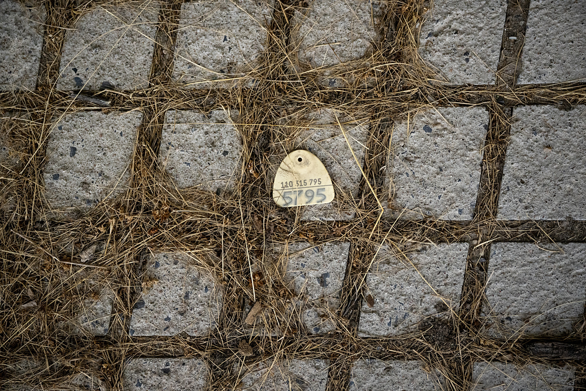 An ear tag severed from the ear of an animal lies on the floor of a former abattoir at a Canadian prison. This piece of plastic is a solitary remnant of the countless animals who took their last steps here in the 64 years of slaughter at the prison's abattoir. Joyceville Institution, Kingston, Ontario, Canada, 2025. Jo-Anne McArthur / We Animals An ear tag severed from the ear of an animal lies on the floor of a former abattoir at a Canadian prison. This piece of plastic is a solitary remnant of the countless animals who took their last steps here in the 64 years of slaughter at the prison's abattoir. Joyceville Institution, Kingston, Ontario, Canada, 2025. Jo-Anne McArthur / We Animals