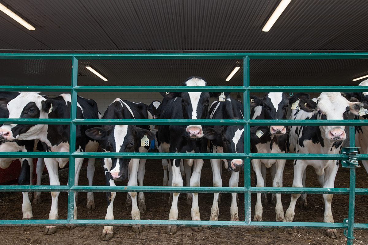 Bred Holstein heifers peer through the bars of their holding pen at a Canadian prison farm. Dairy cattle terms are highly specific: Babies are called "calves," teenagers are called "open heifers," and then once they are made pregnant at 13 to 14 months of age they are called "bred heifers". It is only after calving, nine months after insemination and conception, that they become "cows." Joyceville Institution, Kingston, Ontario, Canada, 2025. Jo-Anne McArthur / We Animals Bred Holstein heifers peer through the bars of their holding pen at a Canadian prison farm. Dairy cattle terms are highly specific: Babies are called "calves," teenagers are called "open heifers," and then once they are made pregnant at 13 to 14 months of age they are called "bred heifers". It is only after calving, nine months after insemination and conception, that they become "cows." Joyceville Institution, Kingston, Ontario, Canada, 2025. Jo-Anne McArthur / We Animals