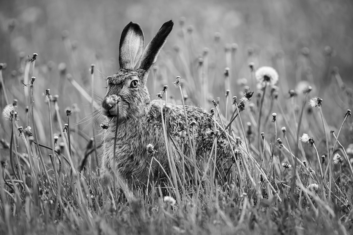 A white-tailed jackrabbit keeps a close eye on human activity while snacking on dandelion stems. Alberta, Canada, 2024. Jo-Anne McArthur / HSI Canada / We Animals A white-tailed jackrabbit keeps a close eye on human activity while snacking on dandelion stems. Alberta, Canada, 2024. Jo-Anne McArthur / HSI Canada / We Animals