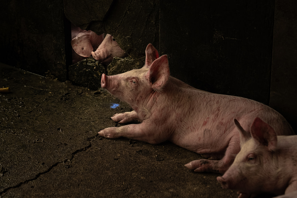A piglet glances up while lying in a crowded concrete enclosure at a pig fattening farm. Undisclosed location, Santa Catarina, Brazil, 2024. Vincenzo Ricci / World Animal Protection / We Animals