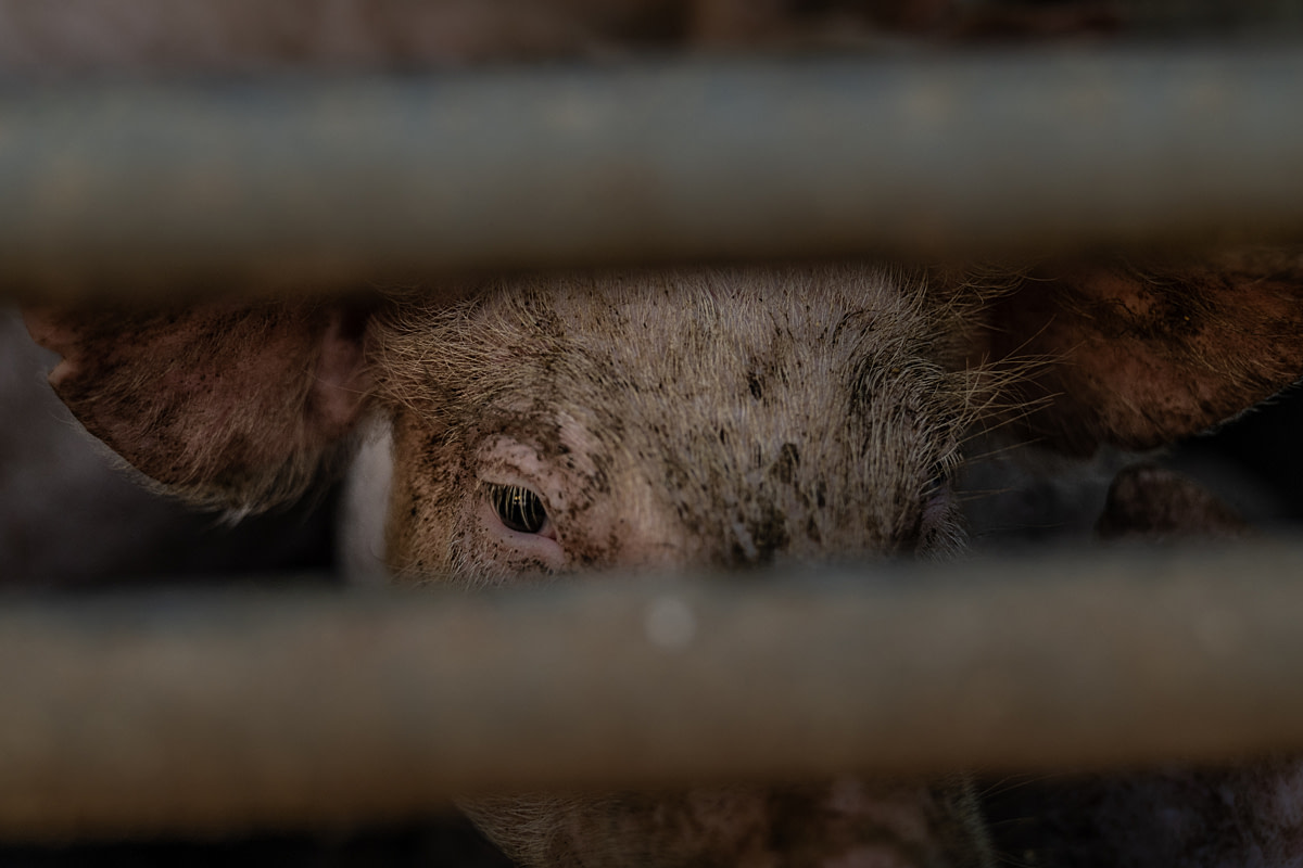 A piglet peers through the sides of a transport truck that has just arrived at a pig fattening farm. Undisclosed location, Santa Catarina, Brazil, 2024. Vincenzo Ricci / World Animal Protection / We Animals