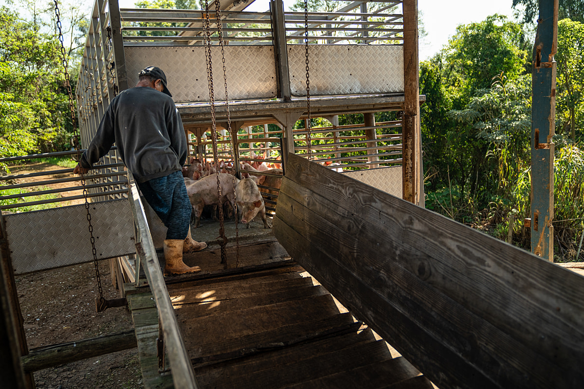 A worker prepares to unload a transport truck containing newly arrived piglets to a pig fattening farm. Undisclosed location, Santa Catarina, Brazil, 2024. Vincenzo Ricci / World Animal Protection / We Animals