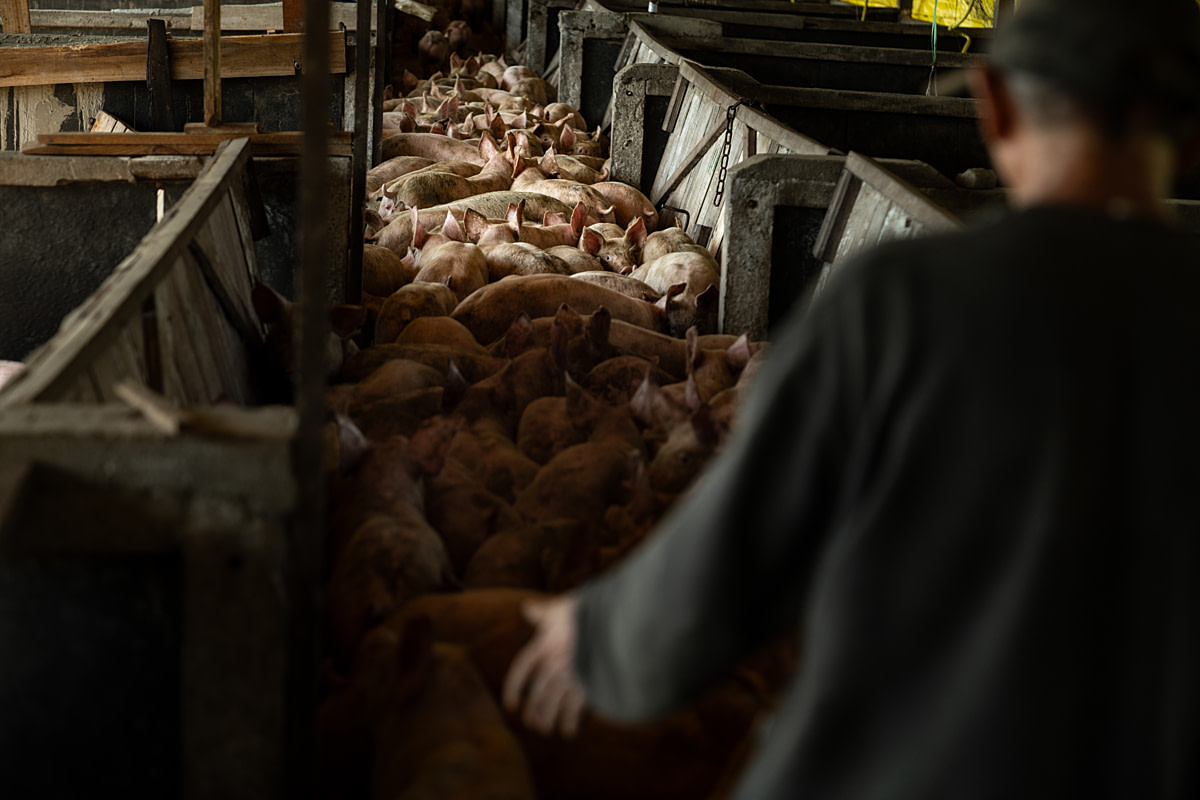 Piglets newly delivered to a pig fattening farm fill a barn a corridor as a worker herds them into a series of pens. Undisclosed location, Santa Catarina, Brazil, 2024. Vincenzo Ricci / World Animal Protection / We Animals Piglets newly delivered to a pig fattening farm fill a barn a corridor as a worker herds them into a series of pens. Undisclosed location, Santa Catarina, Brazil, 2024. Vincenzo Ricci / World Animal Protection / We Animals