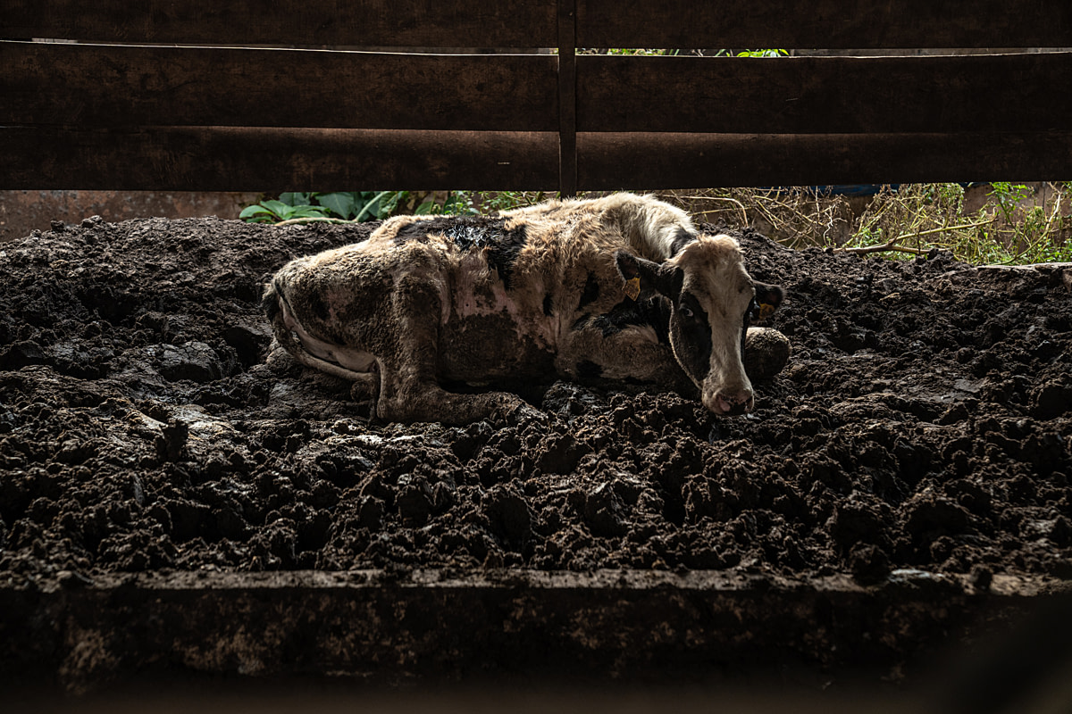 A sick dairy cow lies in an enclosure thick with accumulated feces and muck at a dairy farm, her body covered in filth. Undisclosed location, Santa Catarina, Brazil, 2024. Vincenzo Ricci / World Animal Protection / We Animals