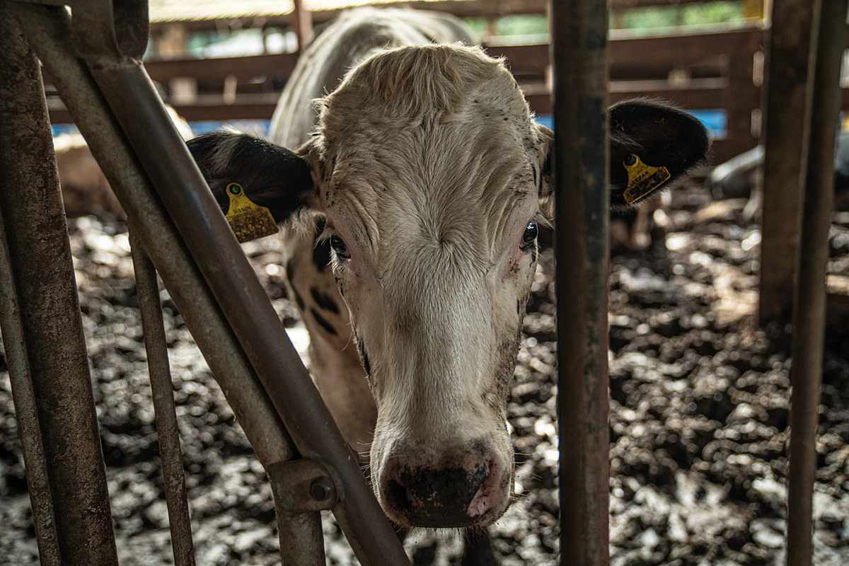 A young dairy cow peers through a stanchion, making eye contact from inside an enclosure thick with accumulated feces and muck at a dairy farm. Several animals live under these conditions inside the pen. Undisclosed location, Santa Catarina, Brazil, 2024. Vincenzo Ricci / World Animal Protection / We Animals