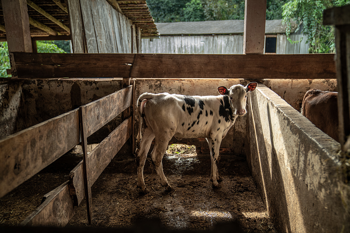 A female dairy calf makes eye contact while she stands inside a dirty calf shed stall at a dairy farm. Undisclosed location, Santa Catarina, Brazil, 2024. Vincenzo Ricci / World Animal Protection / We Animals