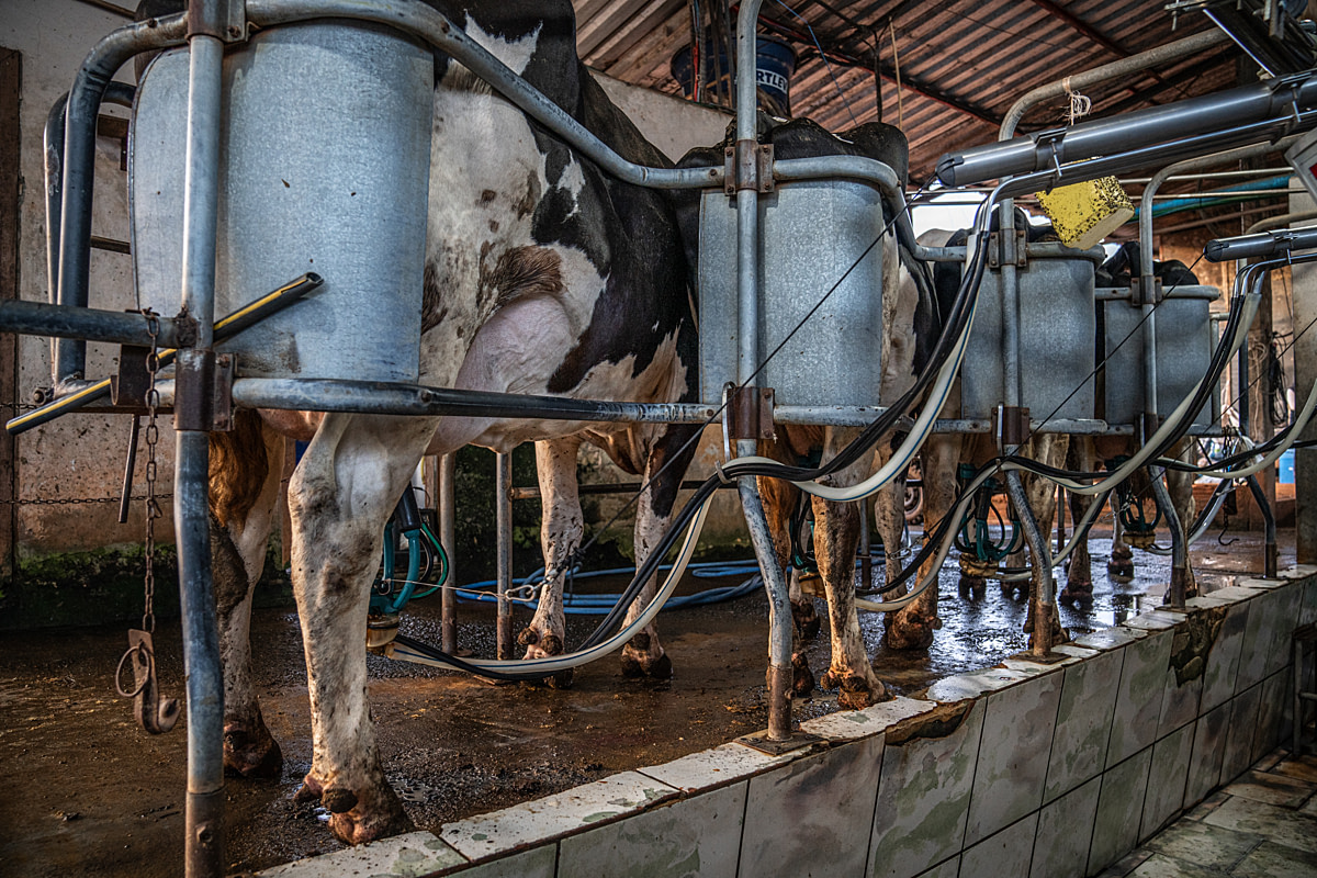 Cows are milked inside a milking parlour at a dairy farm. Feces and dirt coat the cows' legs and floor. Undisclosed location, Santa Catarina, Brazil, 2024. Vincenzo Ricci / World Animal Protection / We Animals