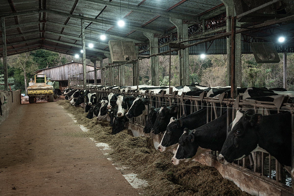 A row of cows inside a dimly lit cow shed at a dairy farm eat forage from a central alley. Several cows peer over and make eye contact. Undisclosed location, Santa Catarina, Brazil, 2024. Vincenzo Ricci / World Animal Protection / We Animals