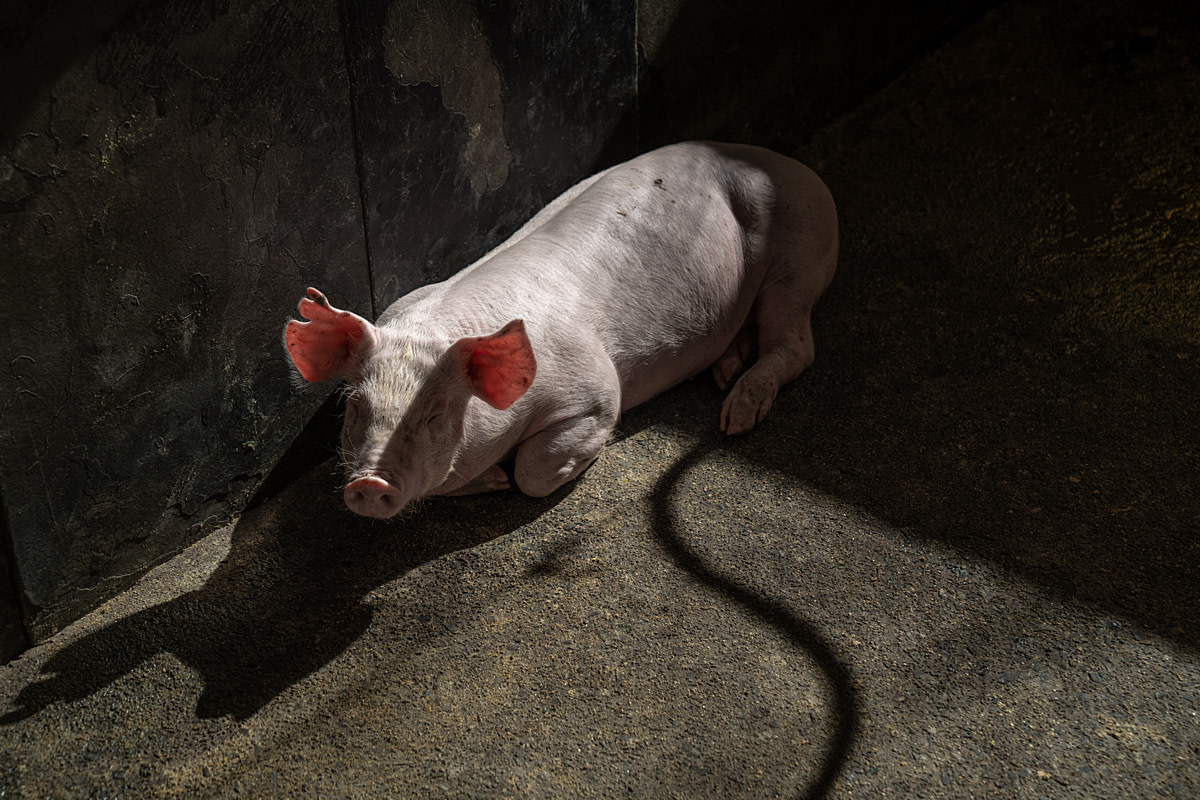 A piglet sleeps under a patch of sunlight in a bare concrete floored pen at a pig fattening farm. The pigs are intensively fed. Undisclosed location, Santa Catarina, Brazil, 2024. Vincenzo Ricci / World Animal Protection / We Animals
