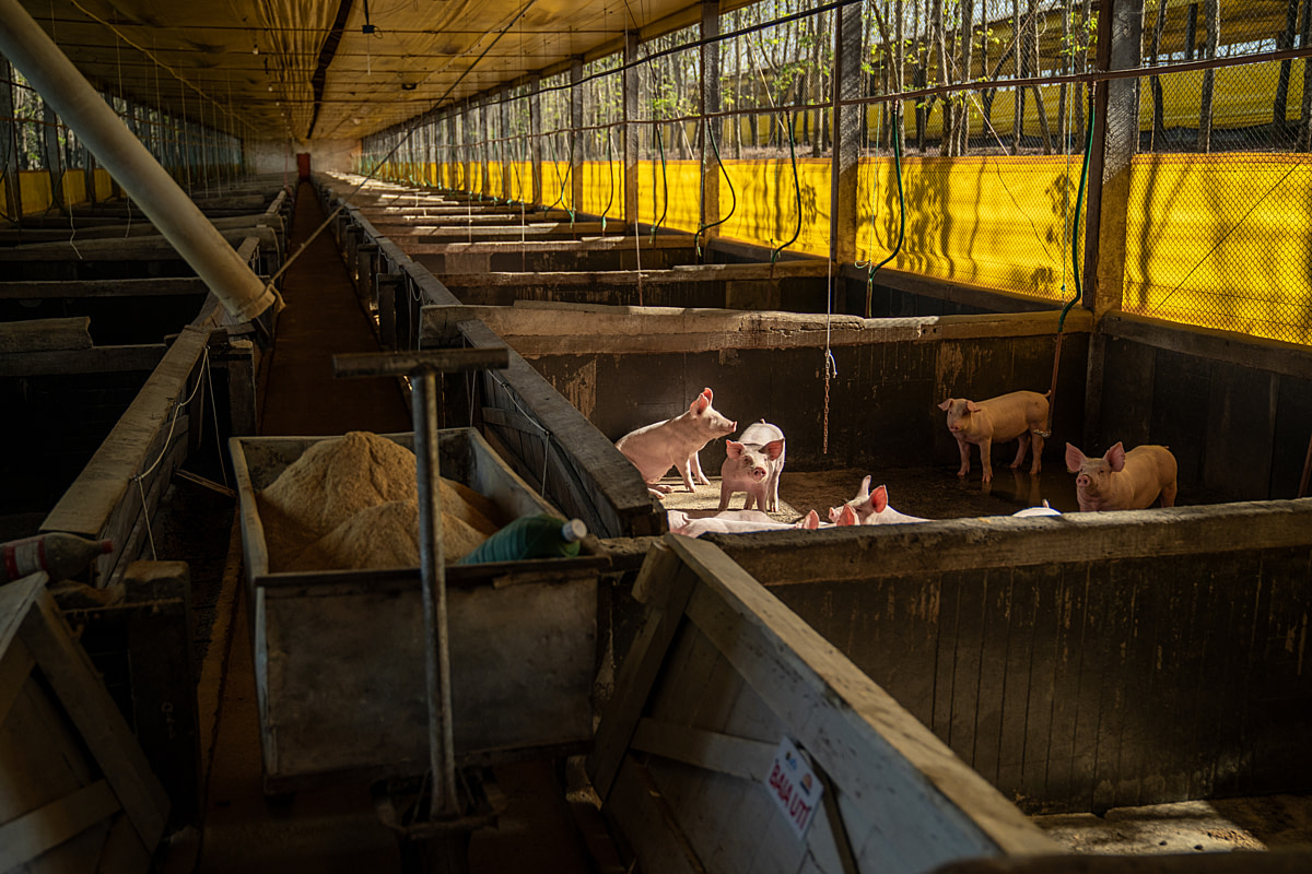 Pig feed sits in a bin inside a shed at an intensive pig fattening farm. Undisclosed location, Santa Catarina, Brazil, 2024. Vincenzo Ricci / World Animal Protection / We Animals