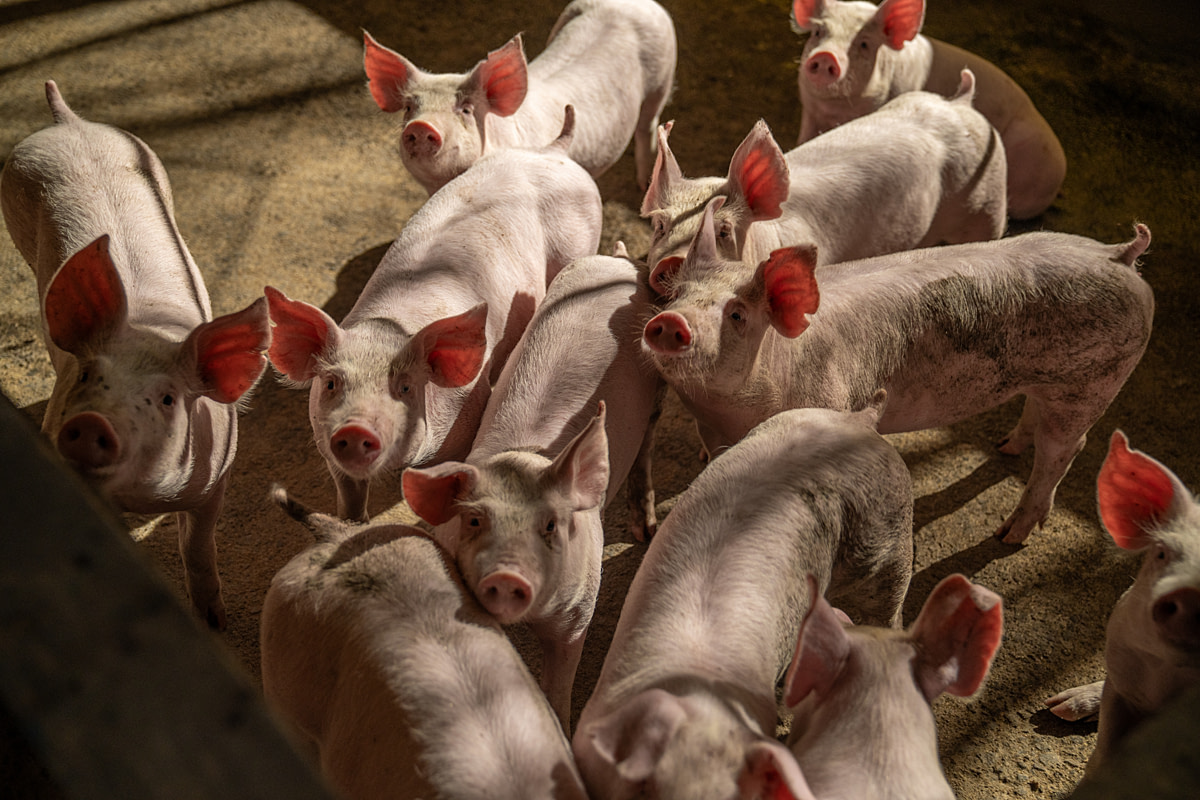 Curious piglets stare up from inside a concrete enclosure inside a pig fattening farm. Undisclosed location, Santa Catarina, Brazil, 2024. Vincenzo Ricci / World Animal Protection / We Animals