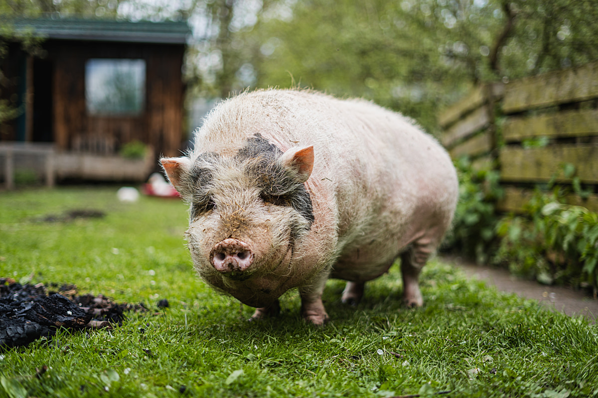 Bozena, a rescued resident pig at Farma Nadeje (Hope Farm) sanctuary gazes into the camera from a lush grass yard. Dobrovitov, Czechia, 2023. Lukas Vincour / We Animals Bozena, a rescued resident pig at Farma Nadeje (Hope Farm) sanctuary gazes into the camera from a lush grass yard. Dobrovitov, Czechia, 2023. Lukas Vincour / We Animals
