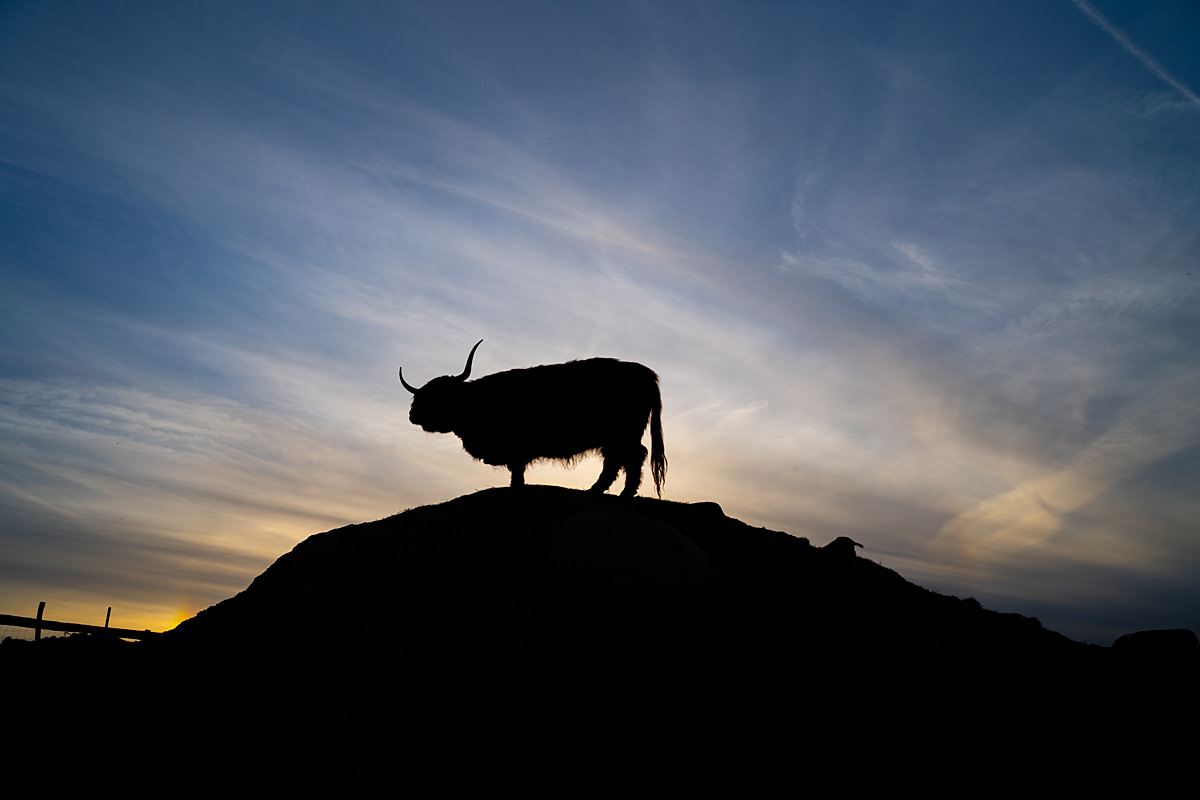 Grace, a reduced Highland cow poses on a hill at sunset at Farma Nadeje (Hope Farm) sanctuary. Dobrovitov, Czechia, 2023. Lukas Vincour / We Animals Grace, a reduced Highland cow poses on a hill at sunset at Farma Nadeje (Hope Farm) sanctuary. Dobrovitov, Czechia, 2023. Lukas Vincour / We Animals