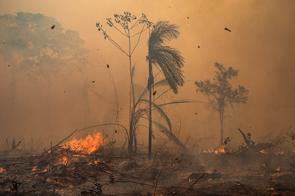 An illegal fire burns in an environmental reserve in the Amazon rainforest. This image was captured as part of an expedition by the Rainforest Foundation to monitor the relationship between soy production in Brazil and its relationship with the deforestation of the Cerrado and Amazonia biomes. Undisclosed location, Mato Grosso, Brazil, 2020. Victor Moriyama / We Animals