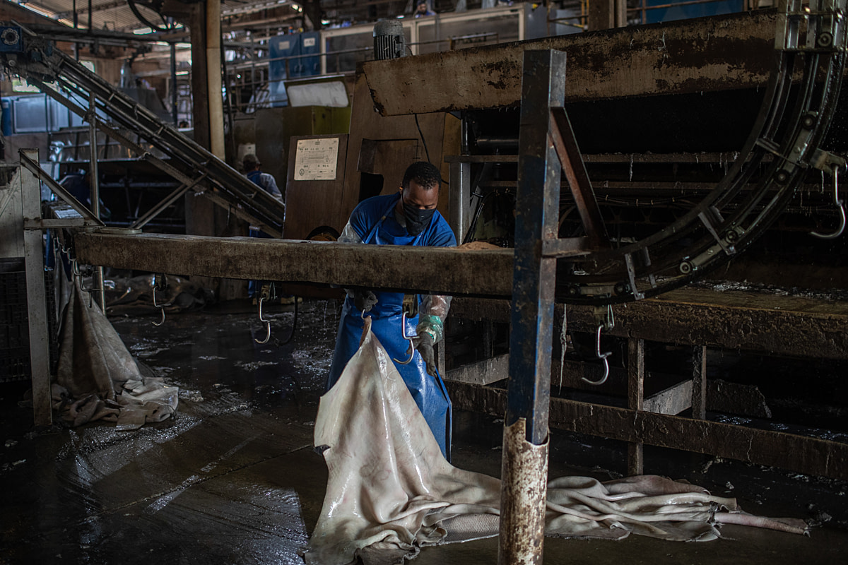 An employee handles an animal hide at a Brazilian leather production facility. The company has a digital tracking system that allows verification of the leather's origin to avoid using hides from animals in deforested areas of the Amazon. Undisclosed location, Parana, Brazil, 2021. Victor Moriyama / We Animals