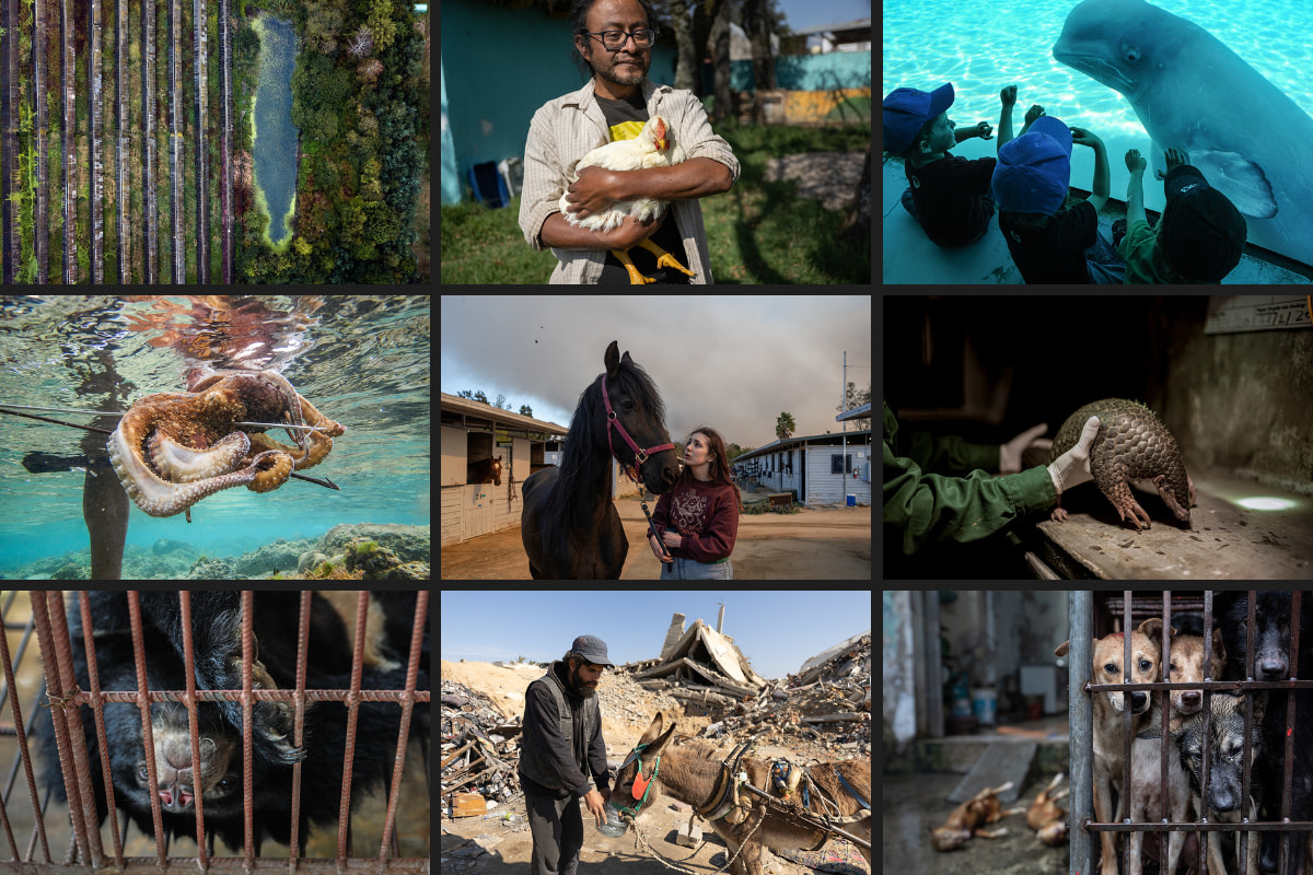 2025 In Photos - We Animals