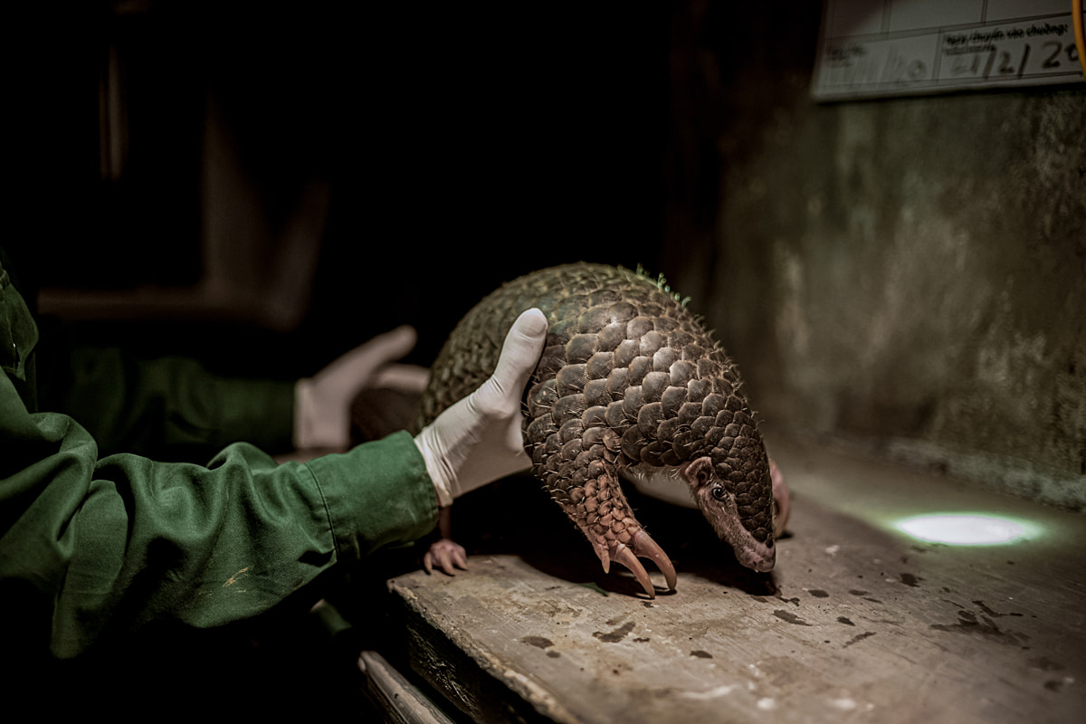 Pangolins are largely covered in scales made of keratin-the same material found in human fingernails. Save Vietnam's Wildlife Rescue Center, Ninh Binh, Vietnam, 2020. Kindred Guardians Project / We Animals