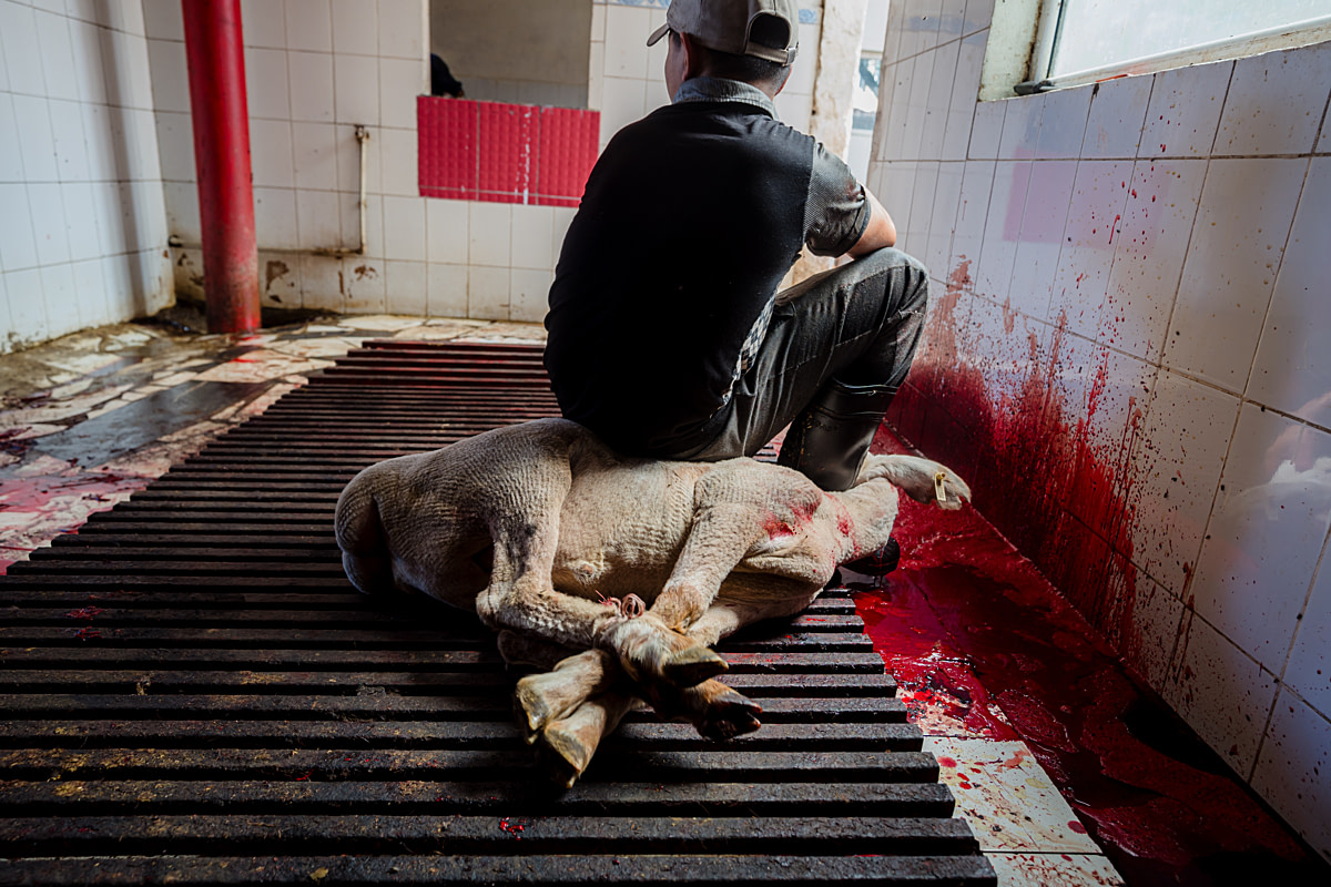 A worker sits on the body of a sheep whose throat he just slit, taking a moment to rest as the sheep bleeds out on the floor. Animals at this live animal market slaughterhouse are killed without stunning in accordance with halal requirements. Undisclosed, Bishkek, Chuy Region, Kyrgyzstan, 2024. Bogna Wiltowska / We Animals